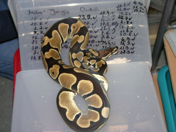  Python Regius Jungle ID = 