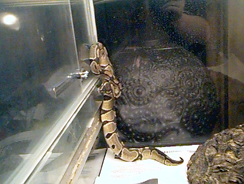  Python Regius ID = 