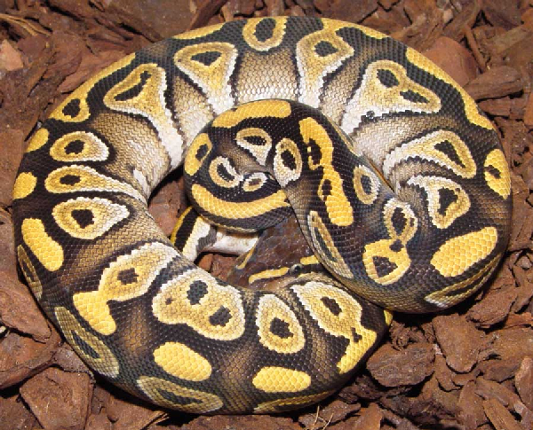  Python regius, Mojave ID = 