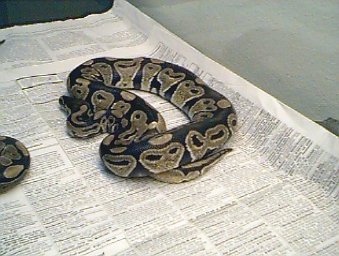  Python Regius ID = 