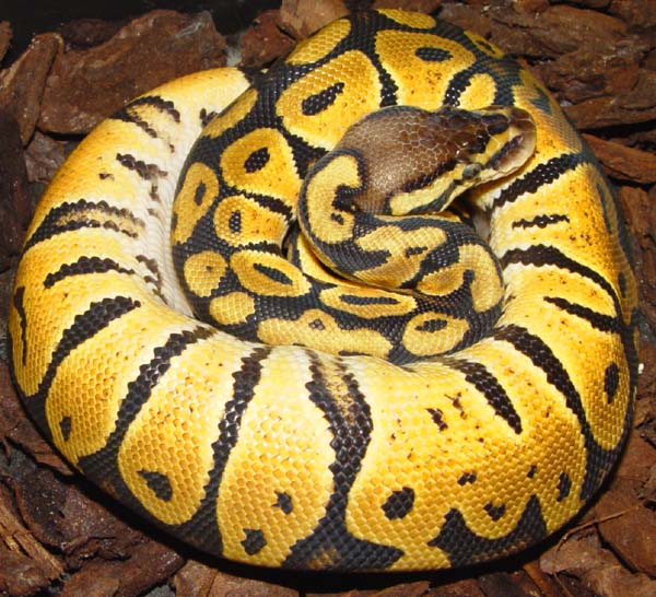  Python regius Pastel ID = 