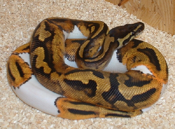  Python regius PIEBALD ID = 