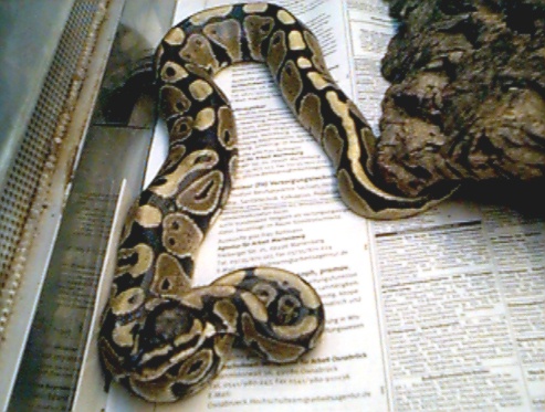  Python Regius ID = 