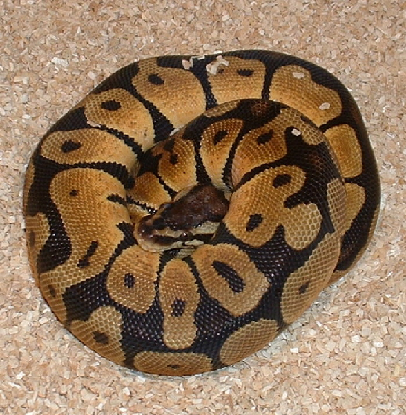  Python regius RUPEL PASTEL ID = 