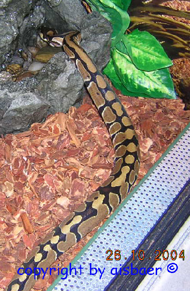  Python regius ID = 