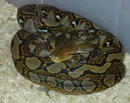  Python Reticulatus ID = 