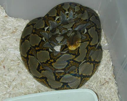  Python Reticulatus ID = 