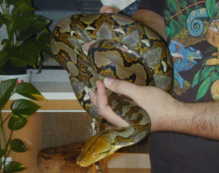  Python Reticulatus ID = 