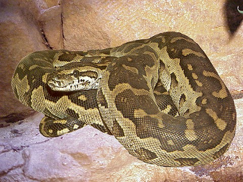  Python sabae ID = 