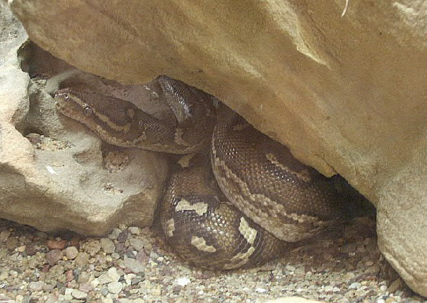  Python anchietae ID = 