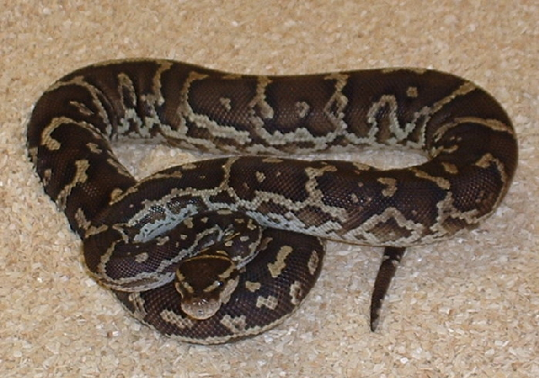  Python anchietae ID = 