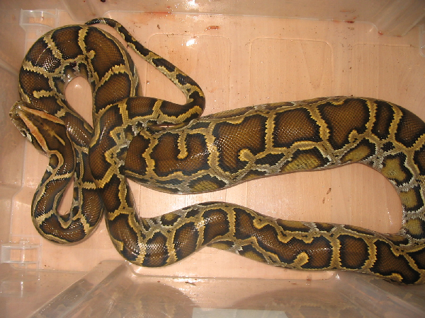  Python molurus bivittatus ID = 