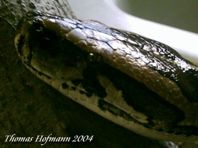  Python molurus bivitattus ID = 