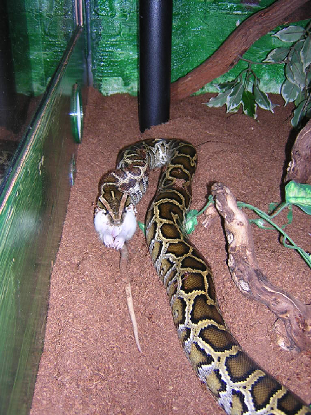  Python molurus bivittatus ID = 