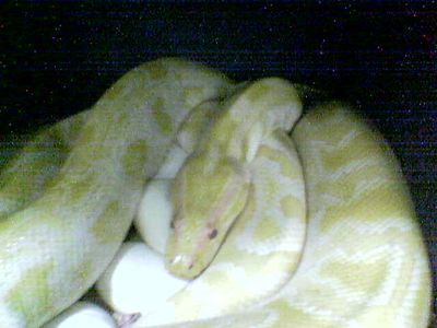  Molurus Bivitatus Albino ID = 