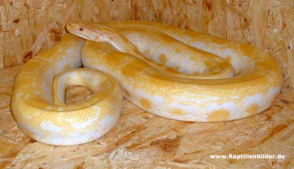  Albino het f ID = 