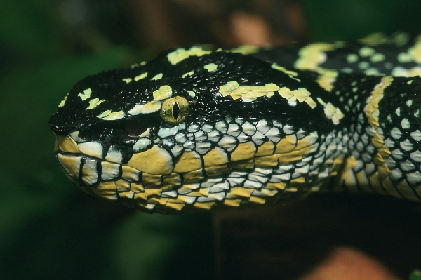  Tropidolaemus wagleri ID = 