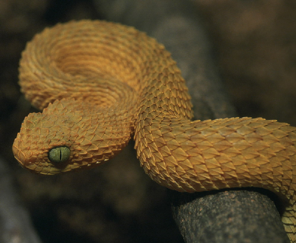  Atheris squamigera ID = 