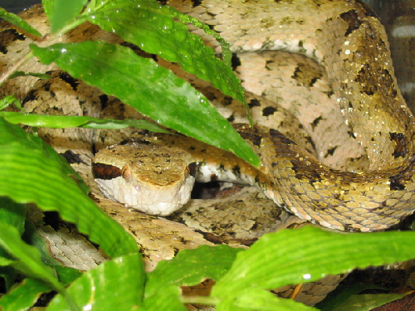  Bothrops venezuelensis ID = 