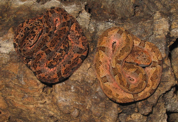  Bothrops venezuelensis ID = 