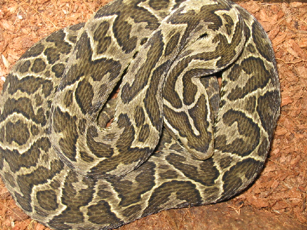  Bothrops alternatus ID = 