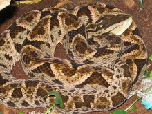  Bothrops asper ID = 