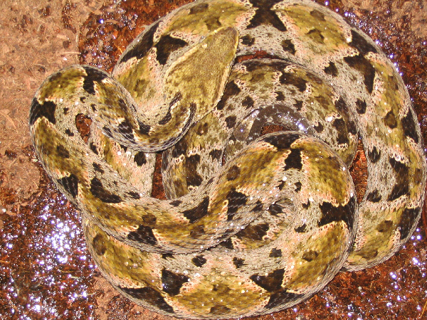  Bothrops asper ID = 