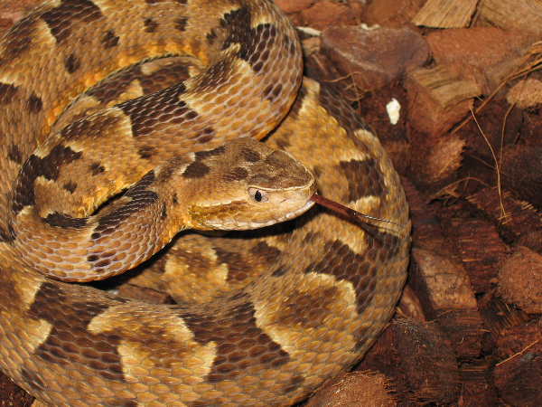  Bothrops mattogrossensis ID = 