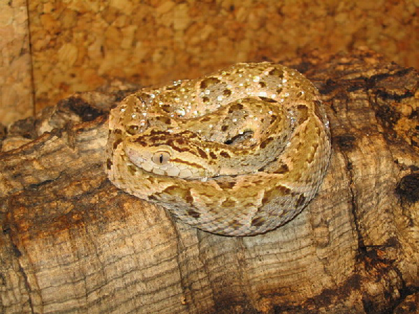  Bothrops asper ID = 