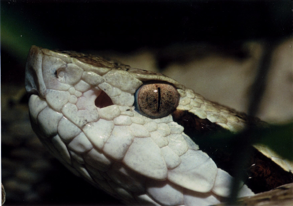  Bothrops venezuelensis ID = 