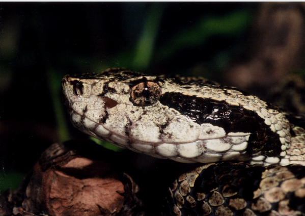  Bothrops venezuelensis ID = 