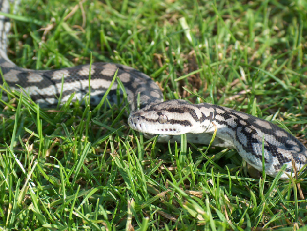  Morelia spilota metcalfei ID = 