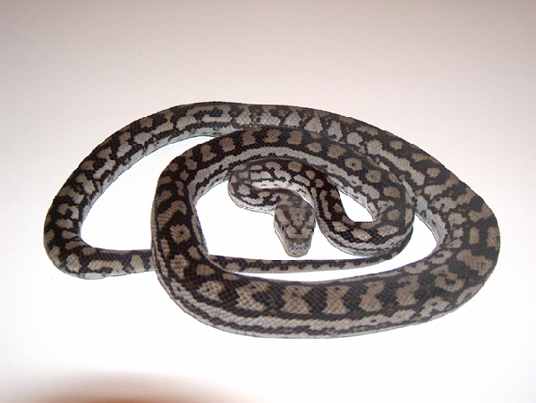  Morelia spilota metcalfei ID = 