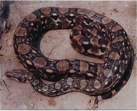  Boa Constrictor Ortonii ID = 