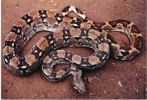  Boa Constrictor Ortonii ID = 