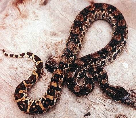  Boa Constrictor Ortonii ID = 