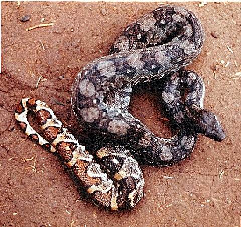  Boa Constrictor Ortonii ID = 