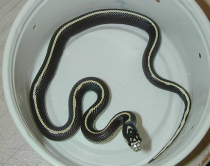  Striped California Kingsnakes ID = 