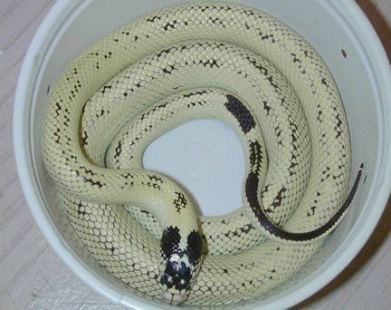  High Yellow California Kingsnake ID = 