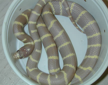  Lavender Albino California Kingsnakes ID = 