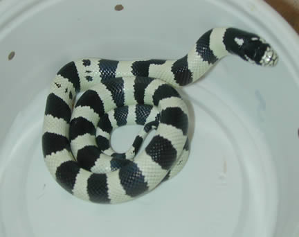  50/50 California Kingsnakes ID = 