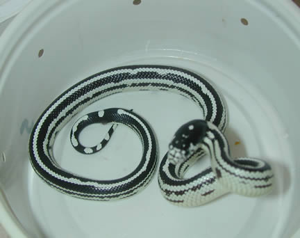  California Kingsnakes ID = 