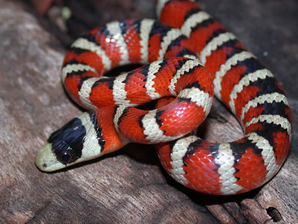  Lampropeltis pyromelana pyromelana ID = 