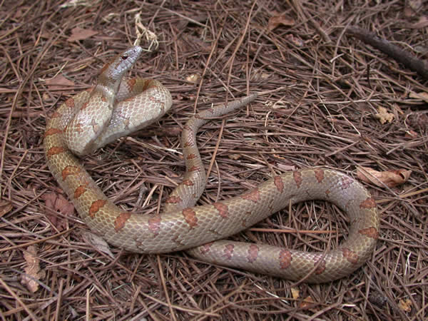  Lampropeltis calligaster rhombomaculata ID = 