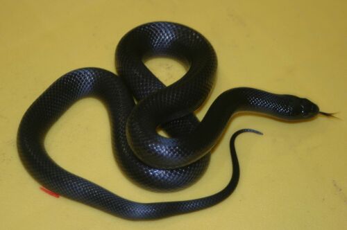  Lampropeltis g. nigritus ID = 