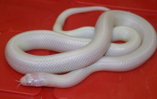  Lampropeltis g. california ID = 