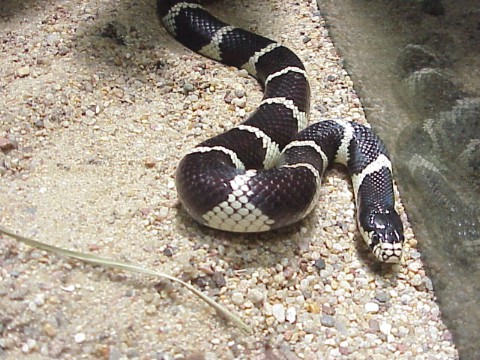  Lampropeltis getulus ID = 