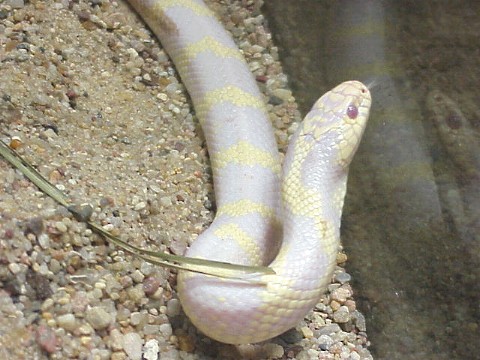  Lampropeltis getulus Albino ID = 