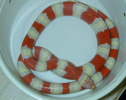  Albino Queretaro Kingsnake ID = 