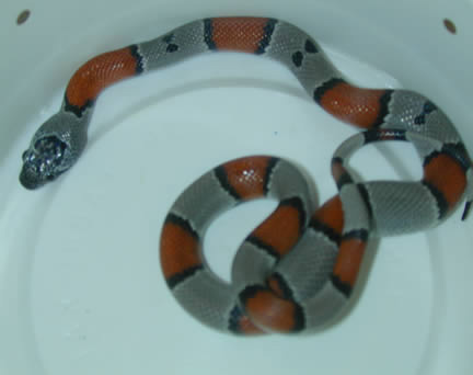  Grey Banded Kingsnakes ID = 